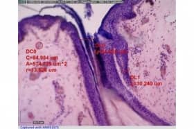 Цифровой портативный микроскоп с высокой кратностью увеличения Dino-Lite High Magnification AM4515T8 -EDGE